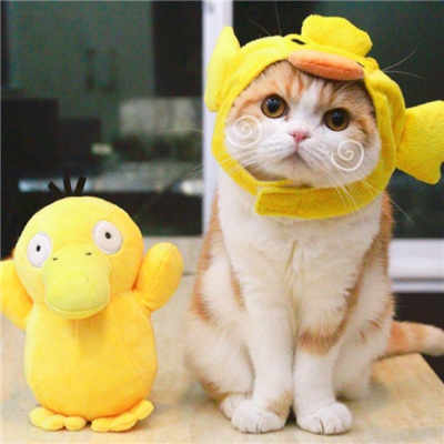 狸友宠物