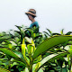 安吉祥泰白茶 13年茶山自产自销