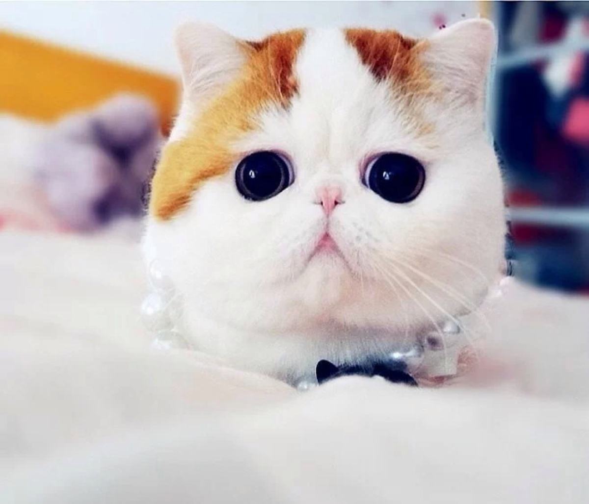阳春佬农产品