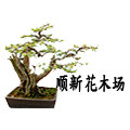 顺新花木场 揭阳基地果苗花卉庭院阳台盆栽