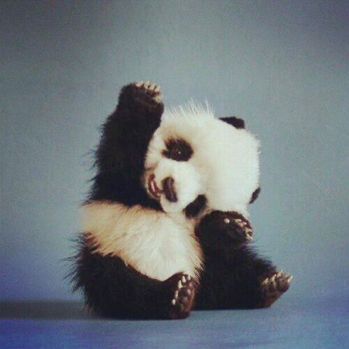 Little Panda 小熊猫