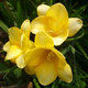 盛世农资店1