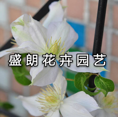 盛朗花卉园艺