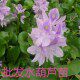 水生花卉植物基地