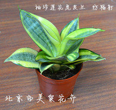 北京市美泉花卉