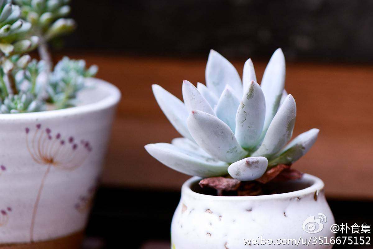 念念时光多肉馆