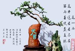 花心雨盆景造型铝线