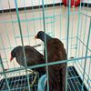 蓝天鹌鹑养殖专业户