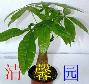 清馨园花卉店