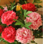 菲常花艺