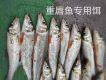 桥头渔具溪流钓