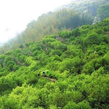 天香茶厂