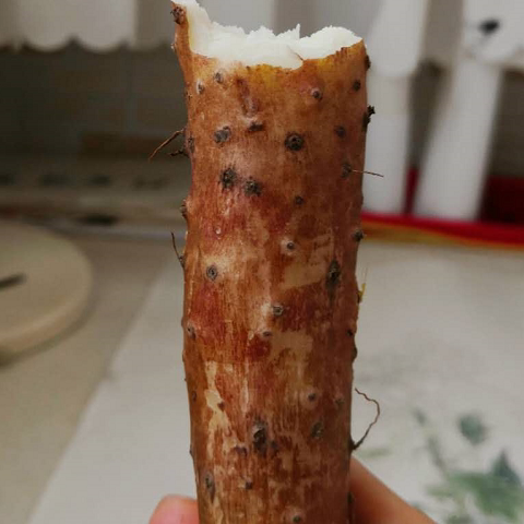 只有温县 古怀庆铁棍山药