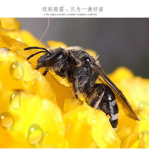 12年新疆伊犁州尼勒克县黑蜂蜜花粉老店