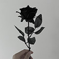 莲的百万