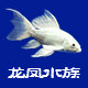 龙风水族水族用品店