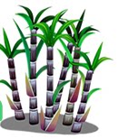 广西黑皮甘蔗种植专家