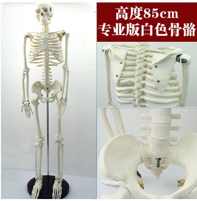完美医学模型1