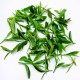 草堂春茶业