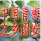 青梅之乡诏安 店铺LOGO