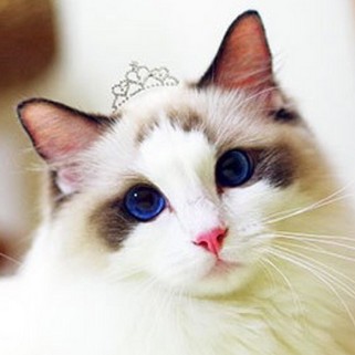 布偶小仙猫