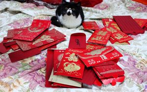 宝依名猫
