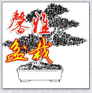 馨雅盆栽