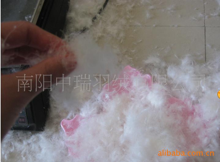 博锦之家羽绒专家
