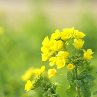spring story
