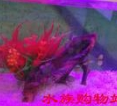 水族购物站