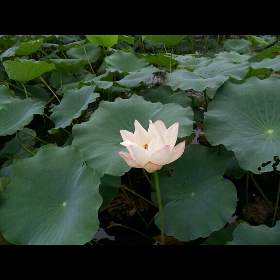 去哪儿淘