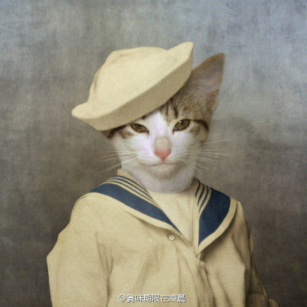 大猫叔叔