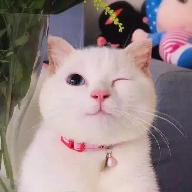 蜜糖加菲猫