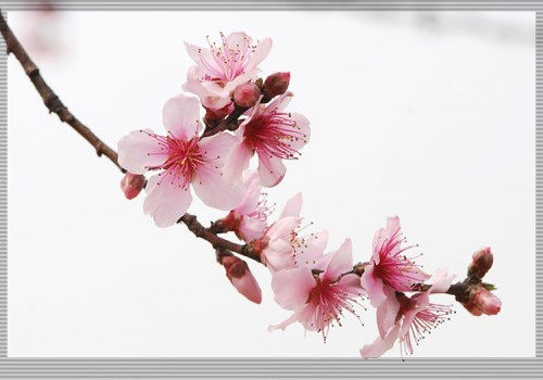 睢宁县桃花源座垫厂