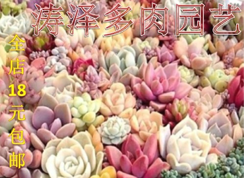 涛泽多肉园艺