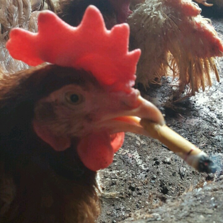 昆明天谕家禽鲜冻品店