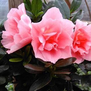 云雀花木场