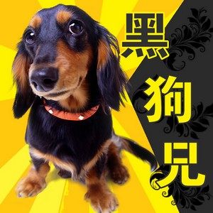 黑狗兄宠物天堂 店铺LOGO