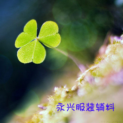永兴服装辅料郑重