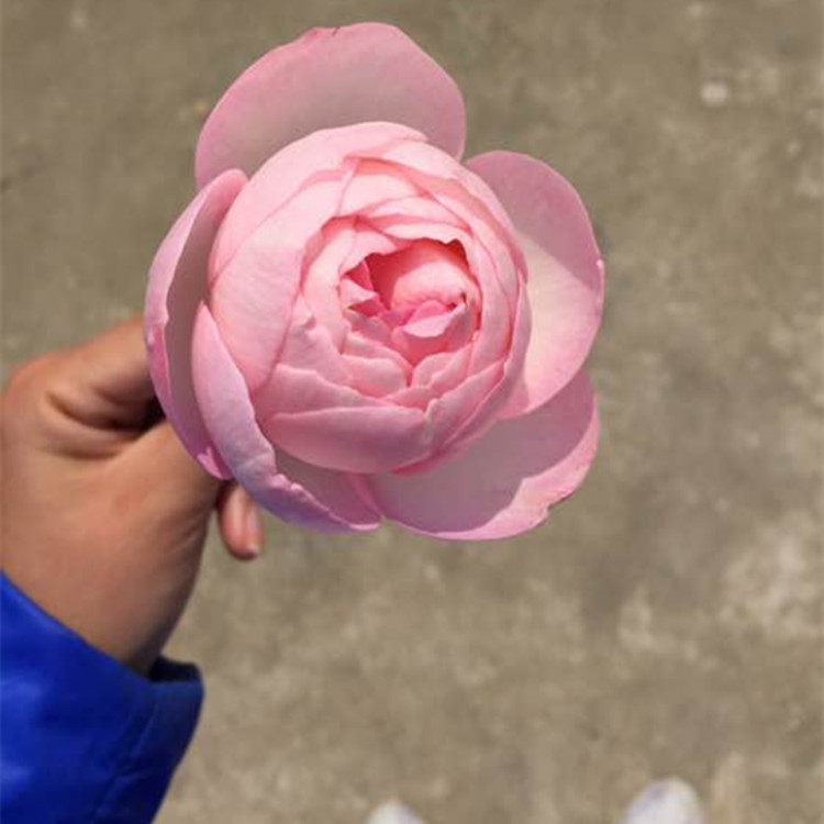 小毛肚花卉园艺