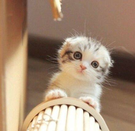 恋花猫园艺