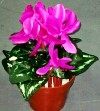仿真绿植园林