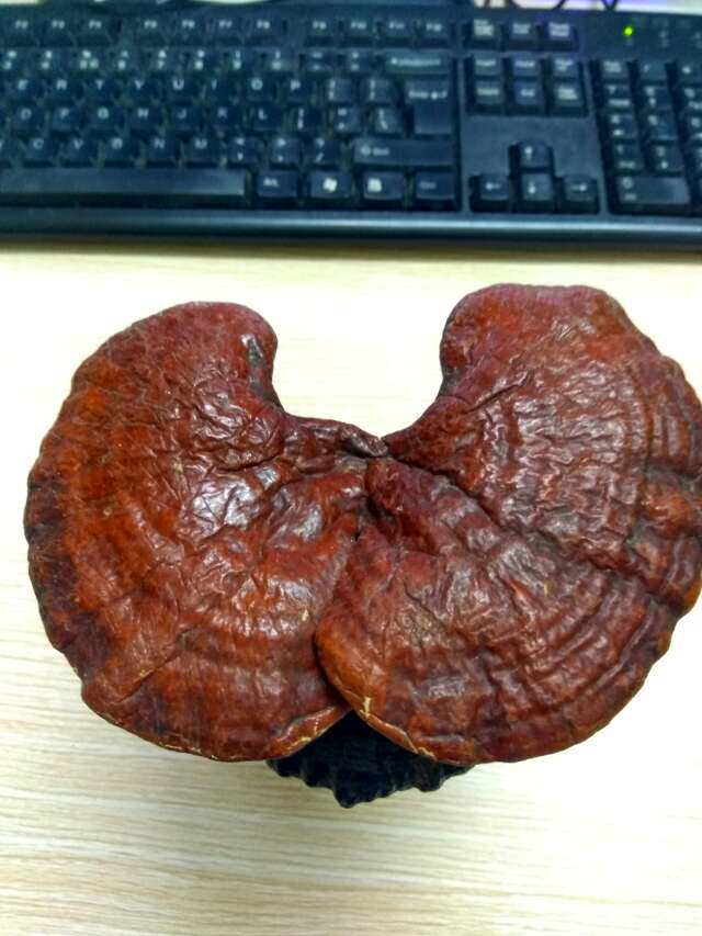 粟丽中药材