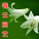 春云园艺