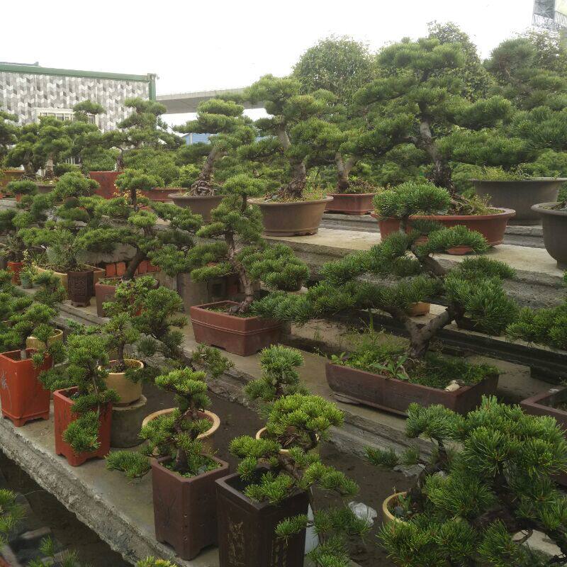 御清泰盆景