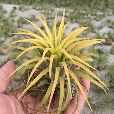 米兰花圃