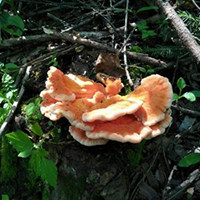 长白山野生土特产店