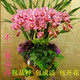 不二家花卉