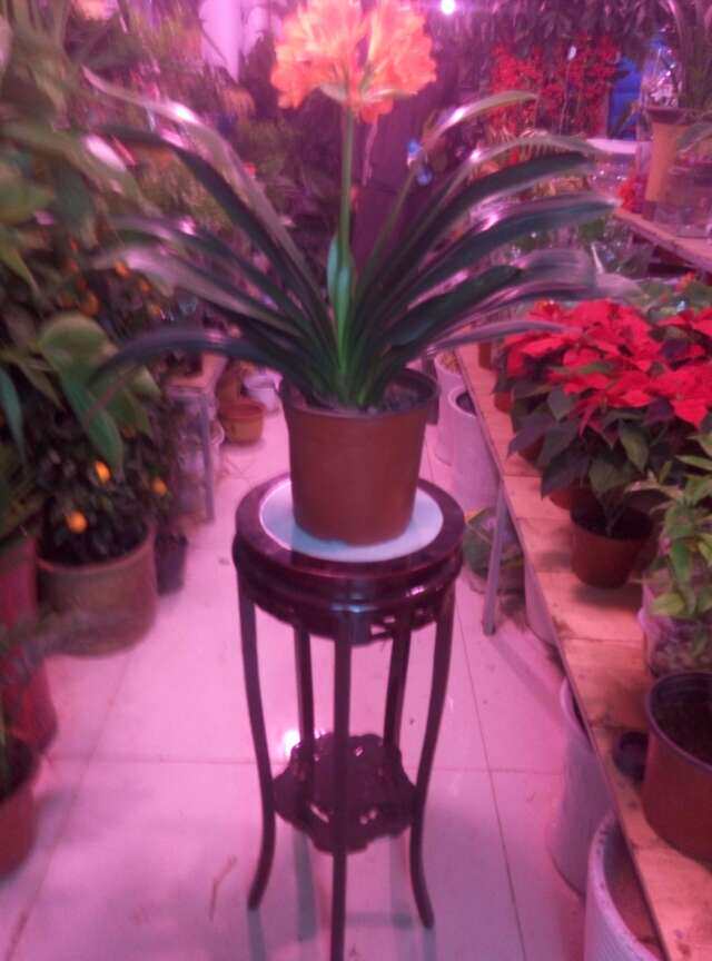 中华实木花架