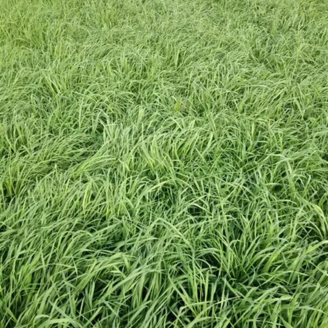 恒远草业